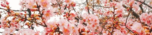 かわゆう1211's header image