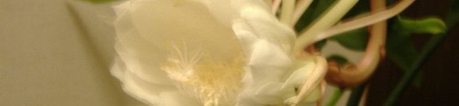 lorry's header image