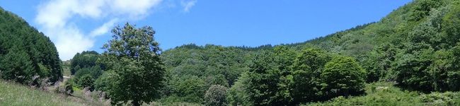 お山のエイ's header image