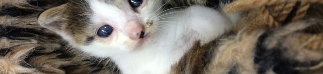 sora：）'s header image