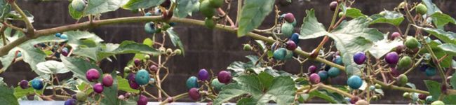 ogrock725's header image