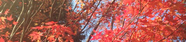 さくら0929's header image