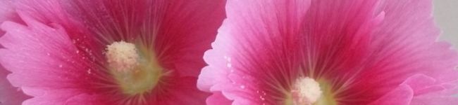 ウッシー母's header image