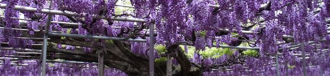 トキワ。's header image