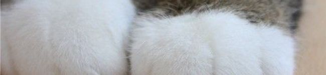 ローニャ's header image