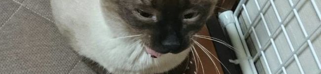 ちゃちゃふく's header image