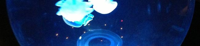 96猫♪'s header image