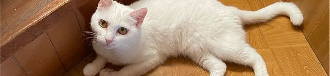 oyuking's header image