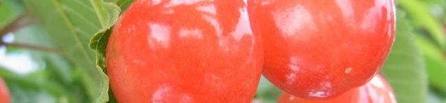 asazakari's header image