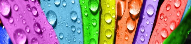 LilyLand's header image
