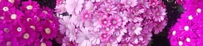 wtmk's header image