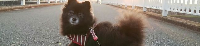 まゆpiyo's header image