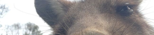 ttsysuzuki's header image
