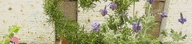 Rosemary＊'s header image
