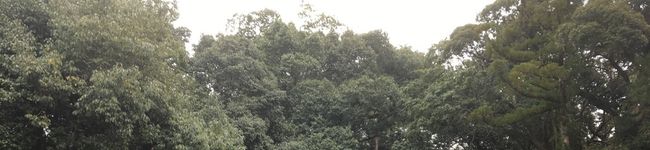 towaron's header image