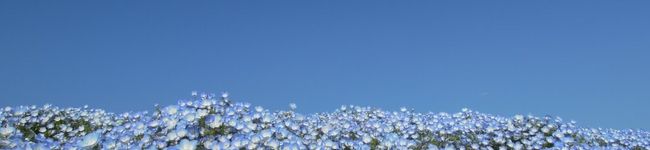 ゆずの花's header image