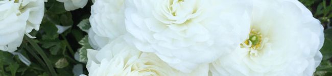 remonキッチン's header image