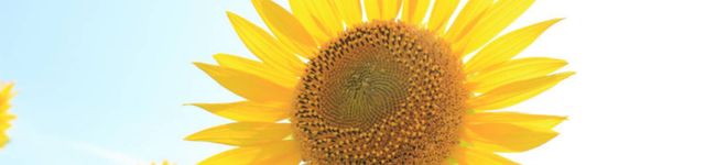chapont's header image