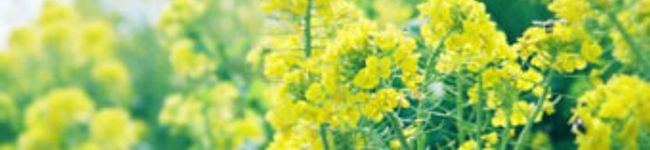 sakuradish's header image