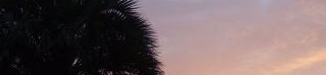 ピギー's header image