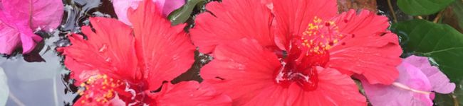 Chaccoooo's header image