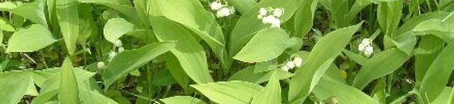 ＴＨＹＭＥ's header image