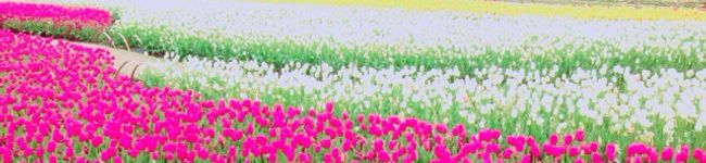 5coco3tea's header image