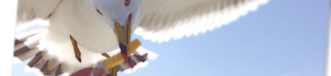 ちゃん・みー's header image