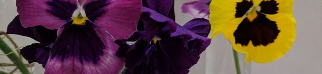 nikkijamie's header image