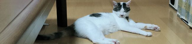 えびごぢ's header image