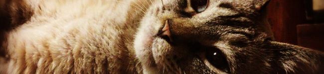 leonoel's header image