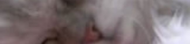 momoppusu's header image