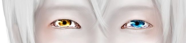 白猫の雪's header image