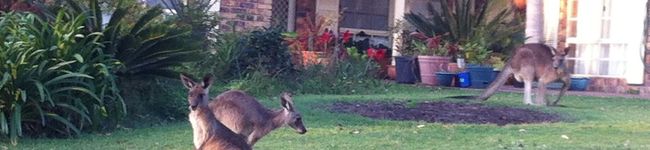 Champbell's header image