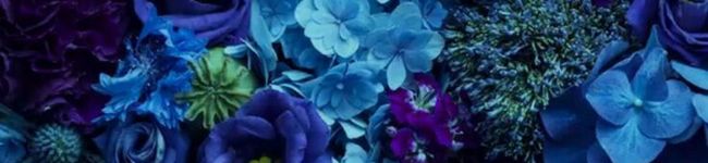 柳井理瀬's header image