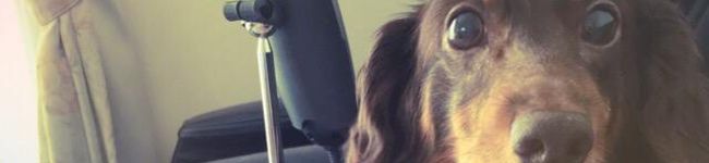 ✿ponchan✿'s header image