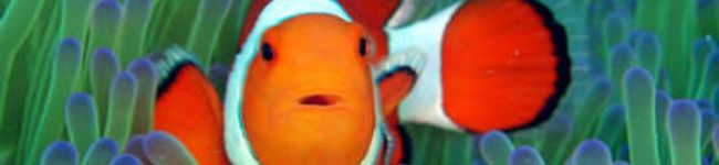 aqua_mi's header image