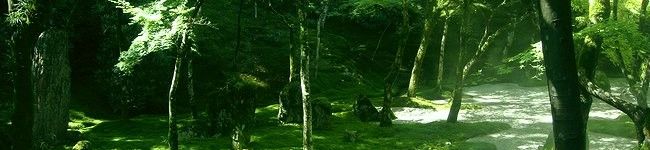 鶏毛子's header image