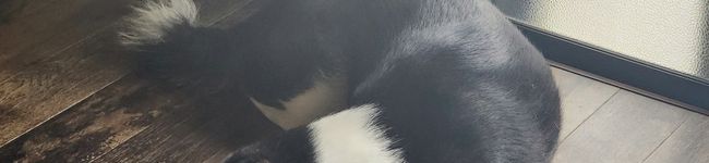 Sakamata_M's header image