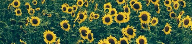 yum_kiwi's header image