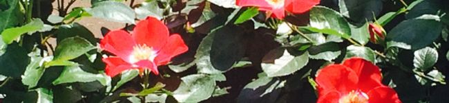 しましまこむぎ's header image
