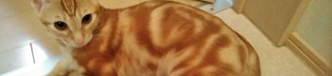 もぐニャン's header image