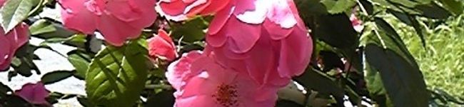 ayuizumi's header image