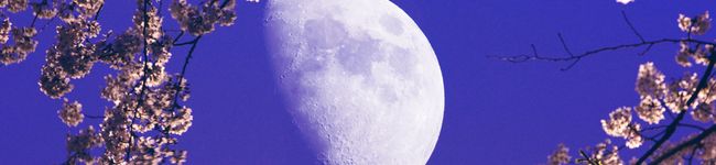 志木蓮華ちゃん's header image