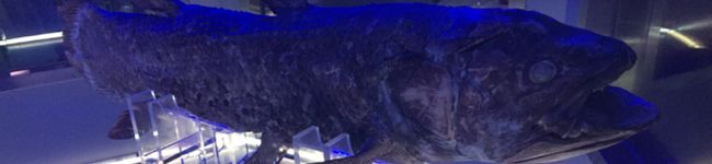 いちごうなぎ's header image