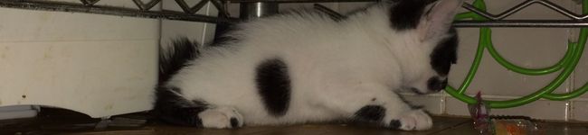 canlymama's header image
