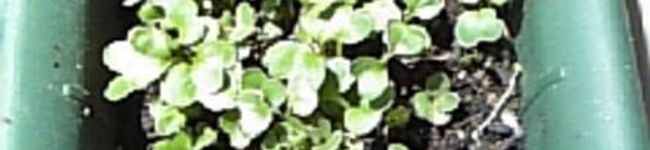 nosanosa's header image