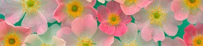 ©tamaco's header image