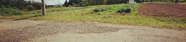 omimipink's header image