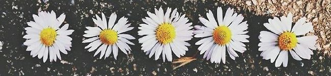 ヒヨタ's header image